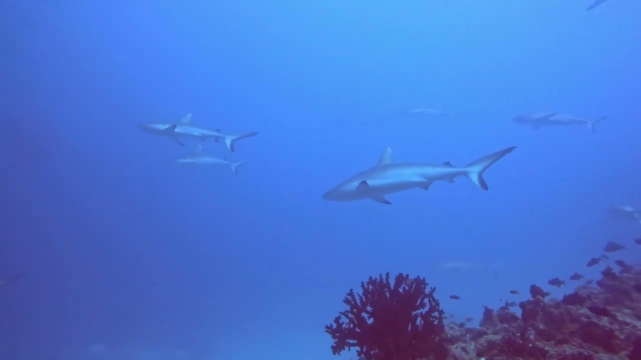 Madivaru Corner - Alif Alif Atoll - Grey reef Sharks - February 2025