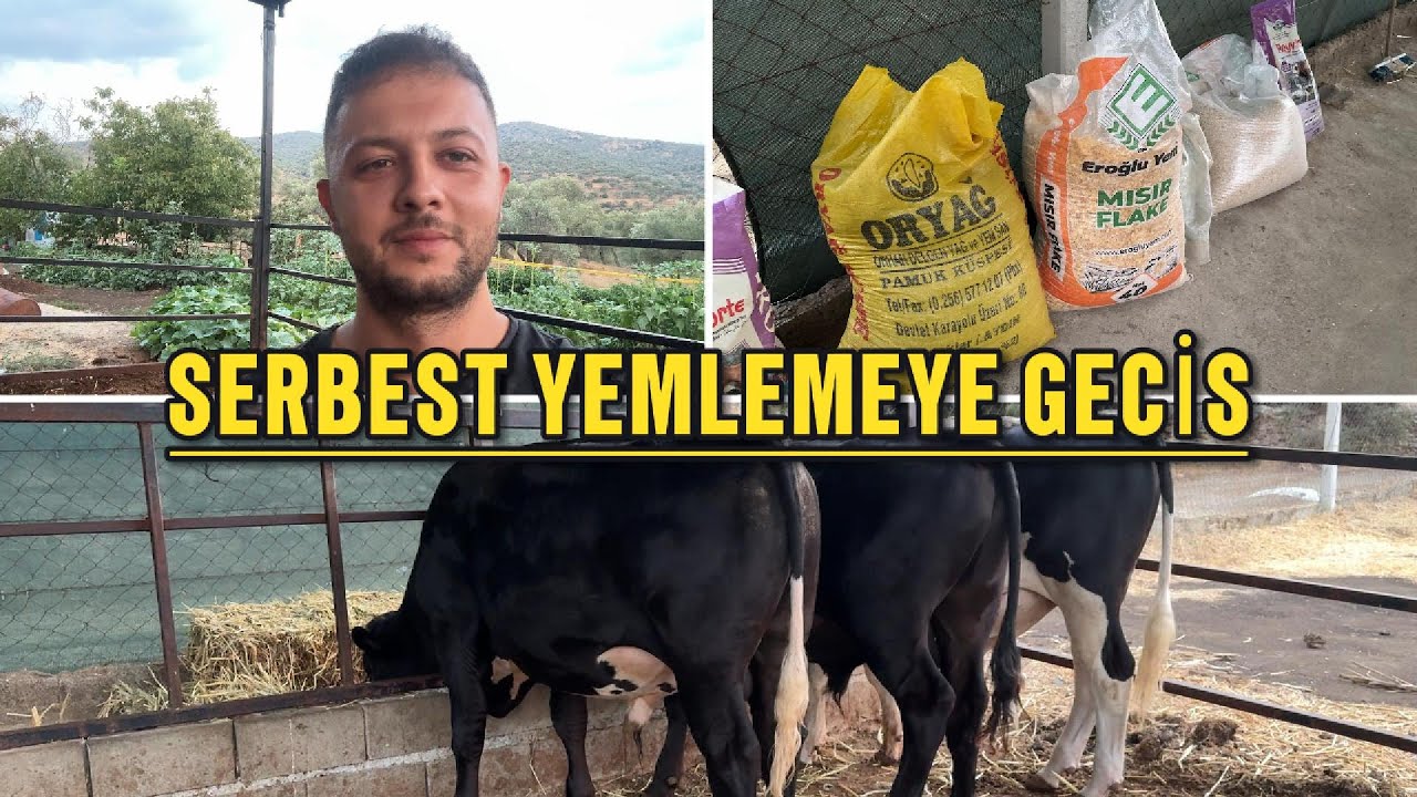 BESİDE SERBEST YEMLEMEYE NASIL GEÇİLİR?