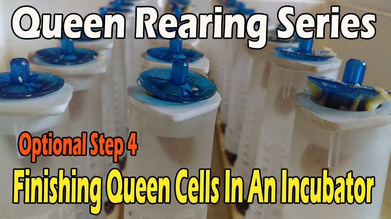 Finishing Queen Cells In An Incubator... JC's Queen Rearing Series