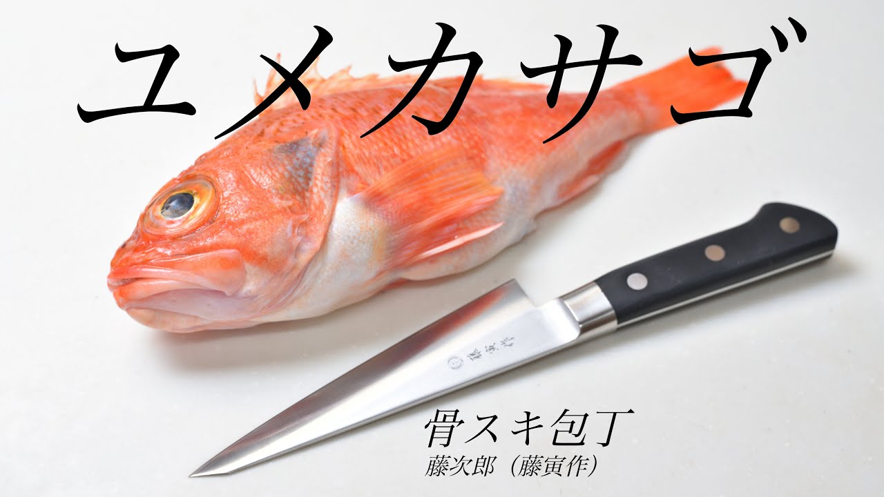 【捌きASMR】プロの魚屋も使う包丁 骨スキ包丁でユメカサゴを捌く【藤次郎藤寅作】【魚さばき方】