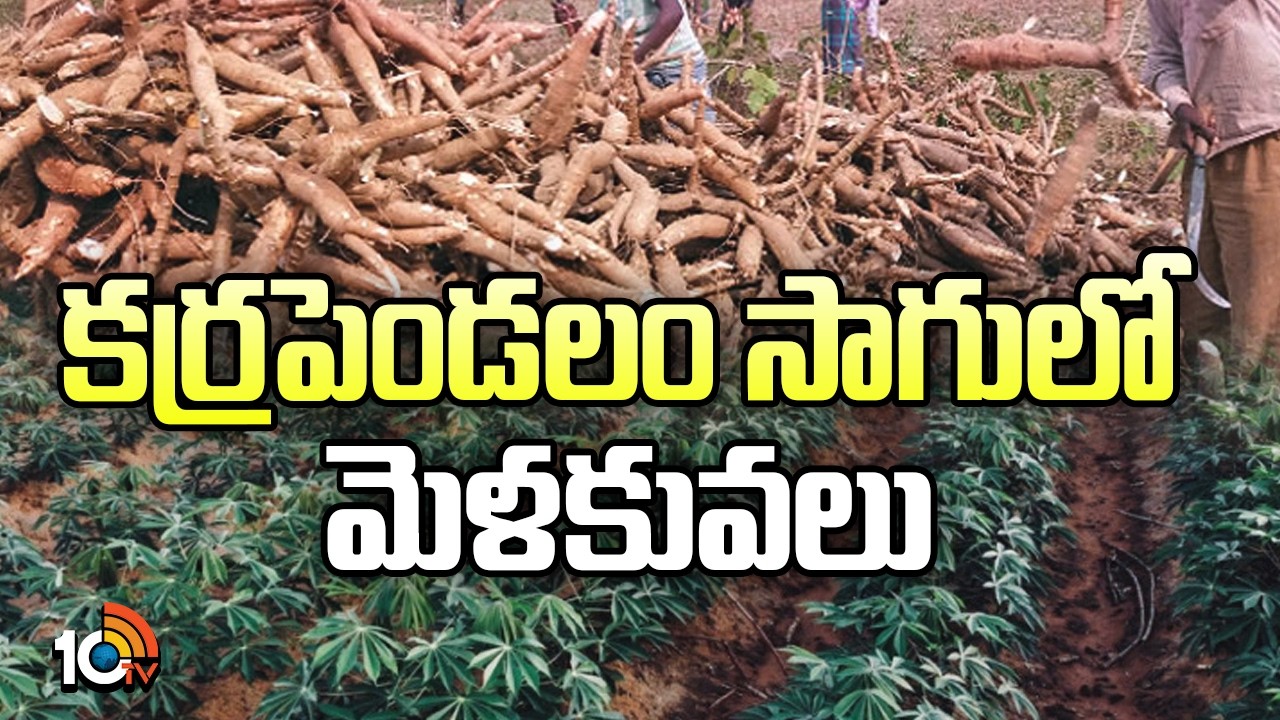 కర్రపెండలం సాగులో మెళకువలు | Cassava Cultivation | Matti Manishi | 10TV News