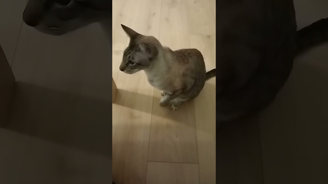 This Cat Just Discovered Happiness 😻🐾