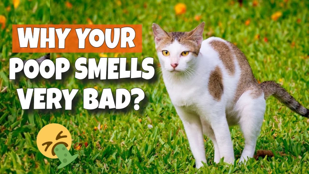 🐱🤮 ПОЧЕМУ ВАШИ КОШАЧЬИ КАКИЕ-ТО ПОХИЩАЮТСЯ ТАК НЕПРИЯТНО?