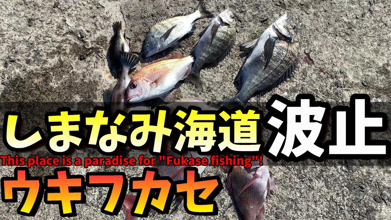 【発見】しまなみ海道沿岸の魚影の濃さを知る！