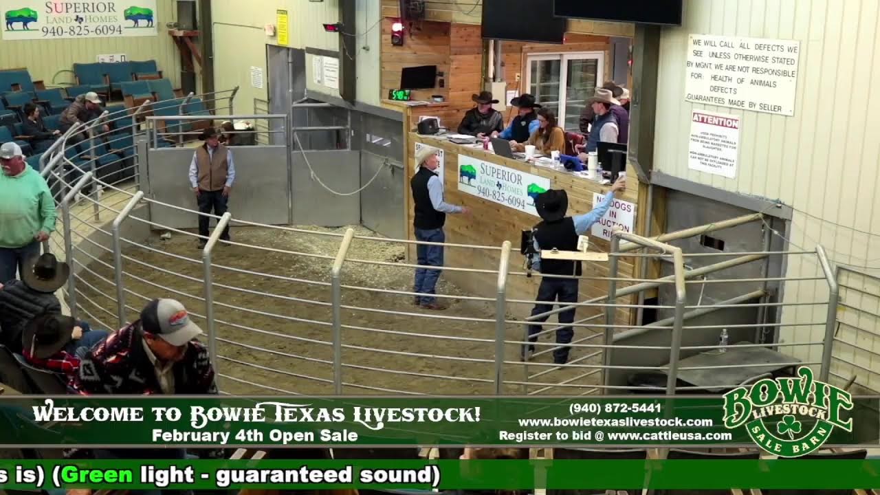 Bowie Texas Livestock February 4th Open Sale!