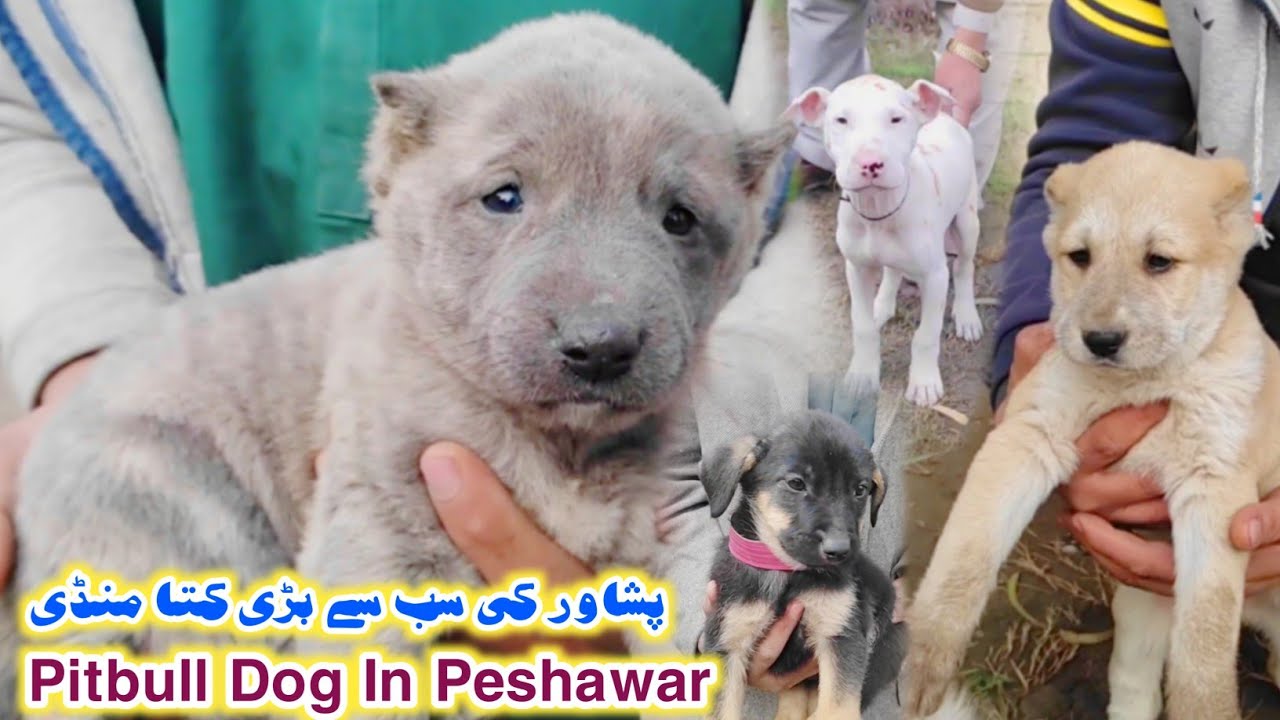 Pitbull In Dogs Market Peshawar New Updates 2024 | Kohati BullTair Dog | Izhar Ali Shah vlogs