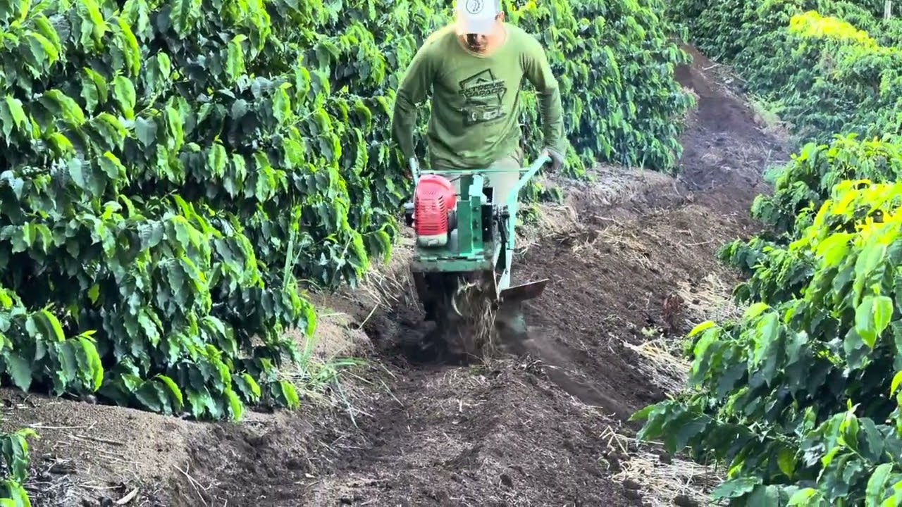TECNOLOGIA NO  CAFÉ! Burrinho mecânico | 🚜 Roça com Carvalho