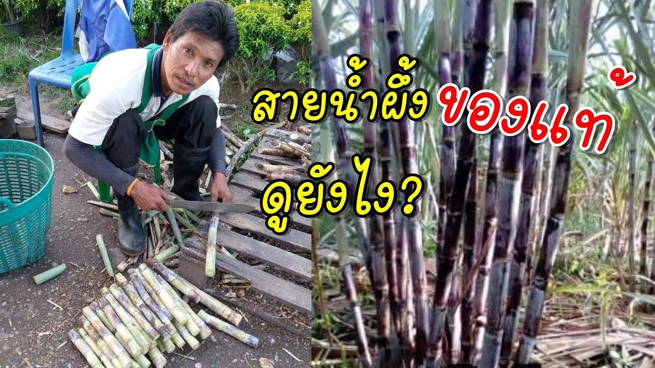 อ้อยพันธ์ุสายน้ำผึ้งของแท้ ต้องดูยังไง? l ไร่สมใจ081-9637931