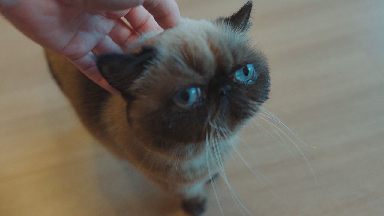 餌が欲しいのに少し離れたところに陣取る猫