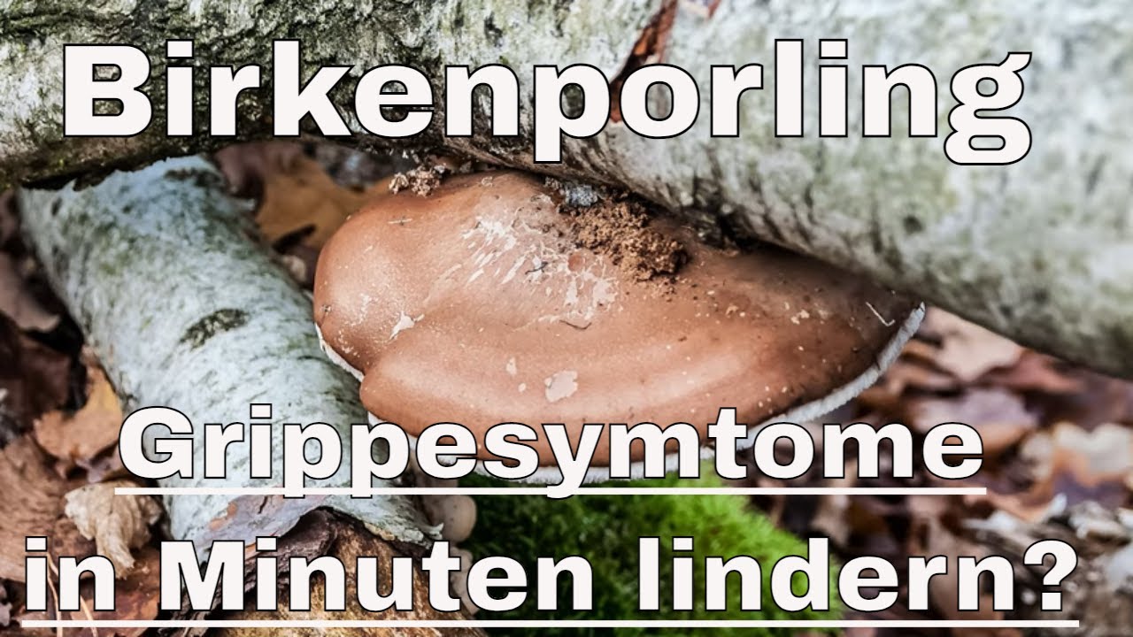 Kann  der Birkenporling Grippesymptome lindern?