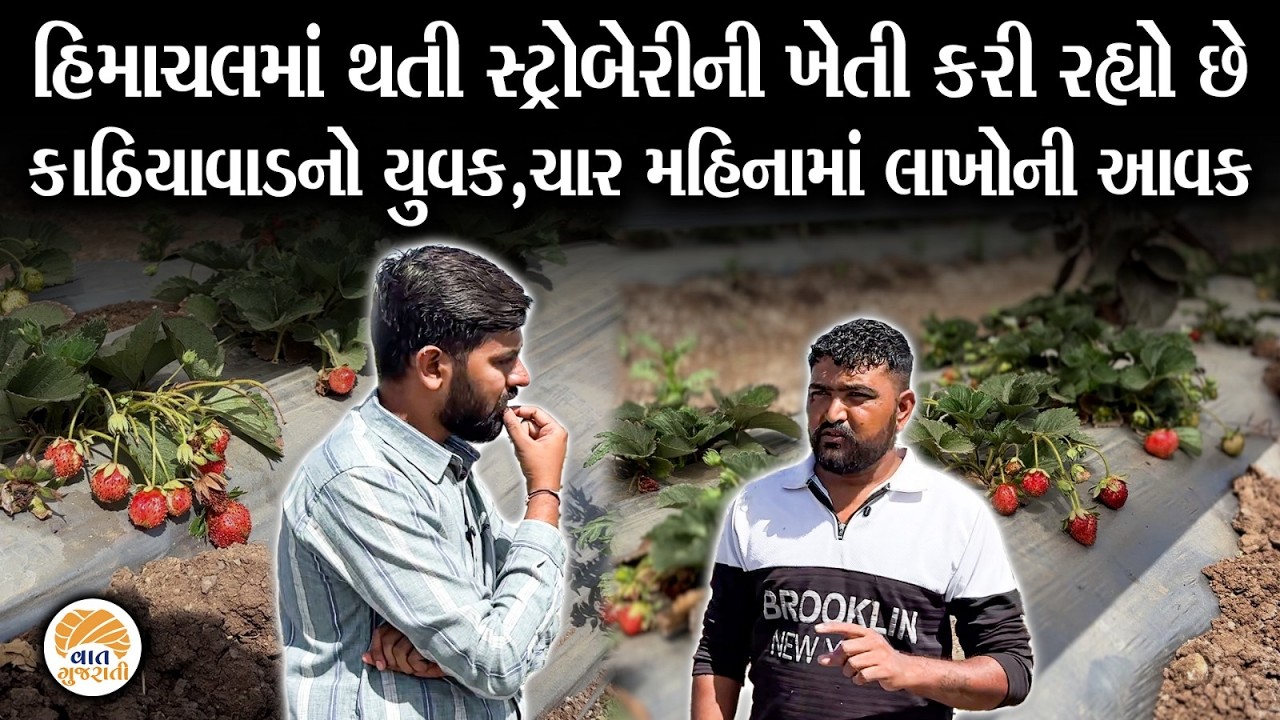 ઓર્ગનિક સ્ટ્રોબેરીની ખેતી કરીને આ યુવક મેળવે છે લાખોની ઉપજ | Strawberry Farming | Khedut