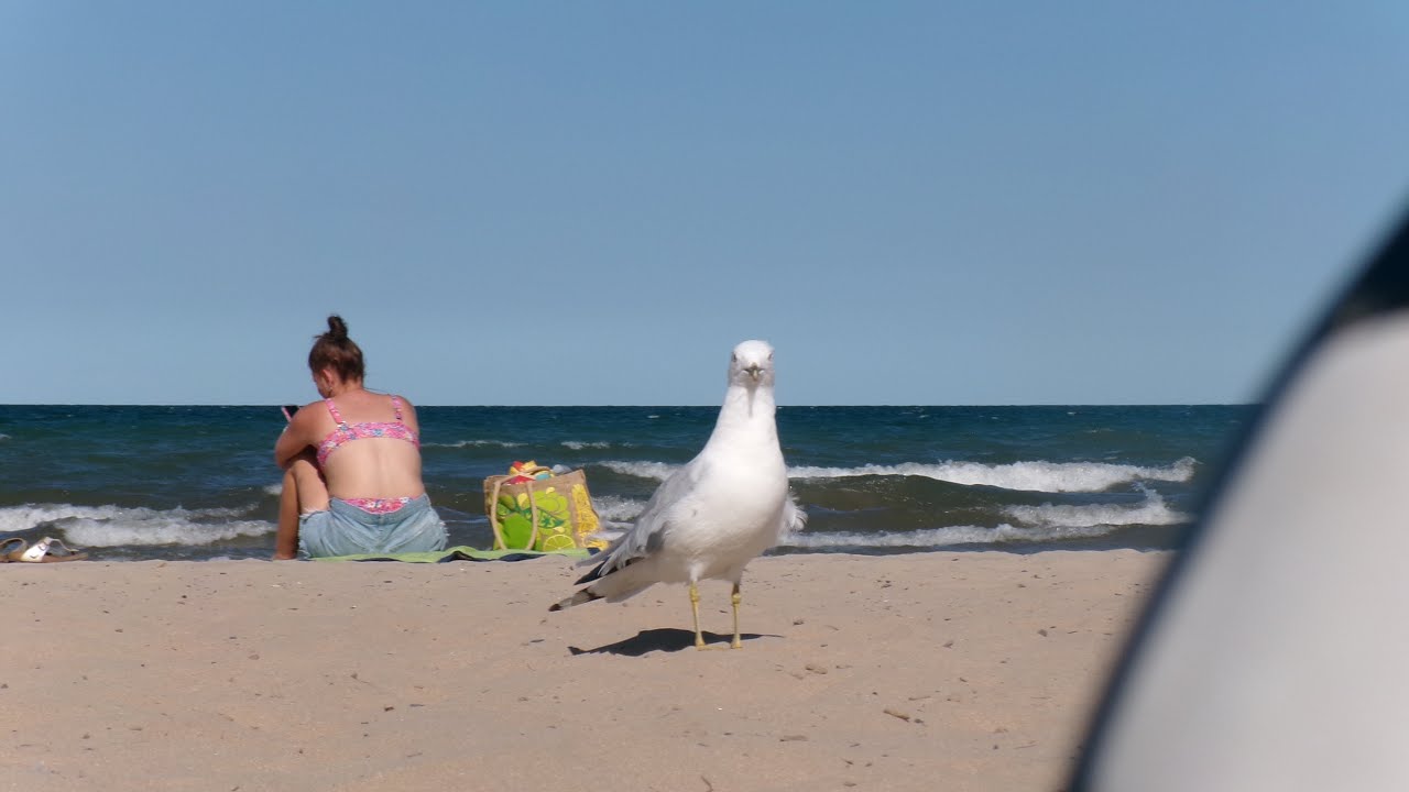 Secret Discovery of Beach Monster? 