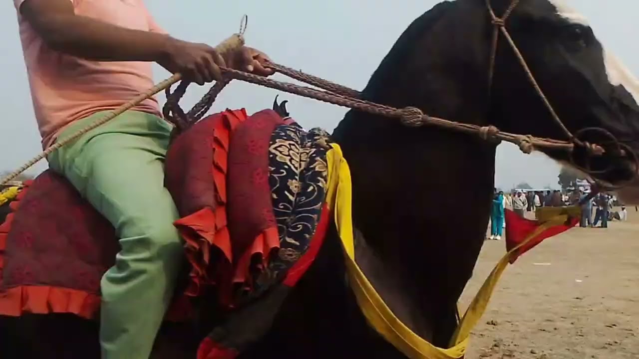 यह घोड़ा बना पहला विजेता | घुड़दौड़ प्रतियोगिता धानापुर अमर वीर इण्टर कॉलेज फील्ड