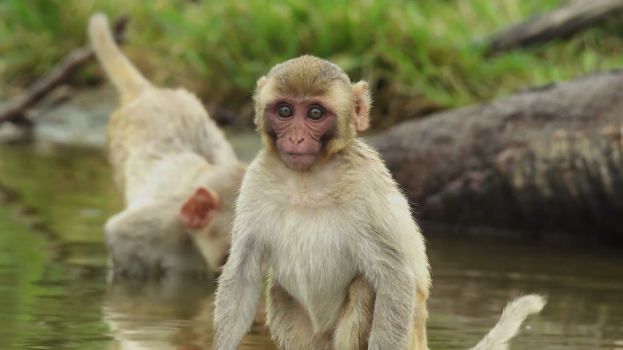 Rhesus Macaque Social Relationships