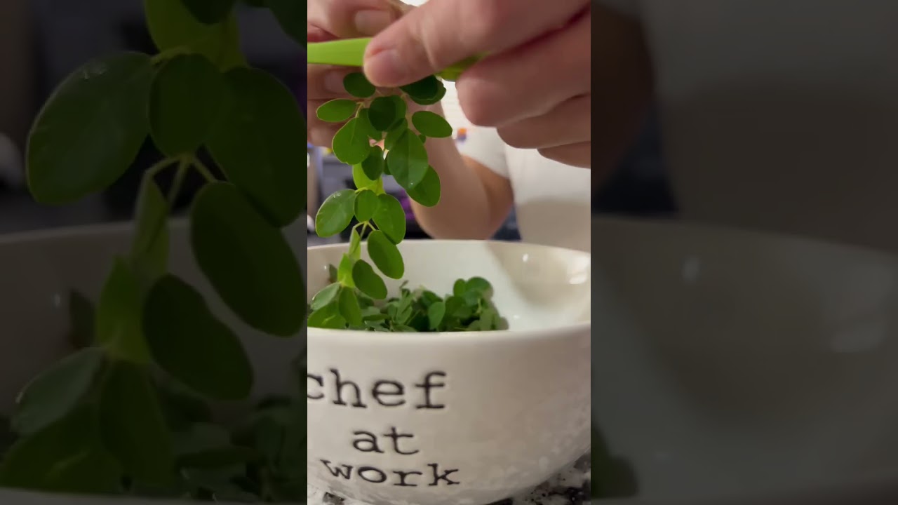 How do you remove Moringa/ Malunggay leaves from the Stem with tools VS. Manual removal  