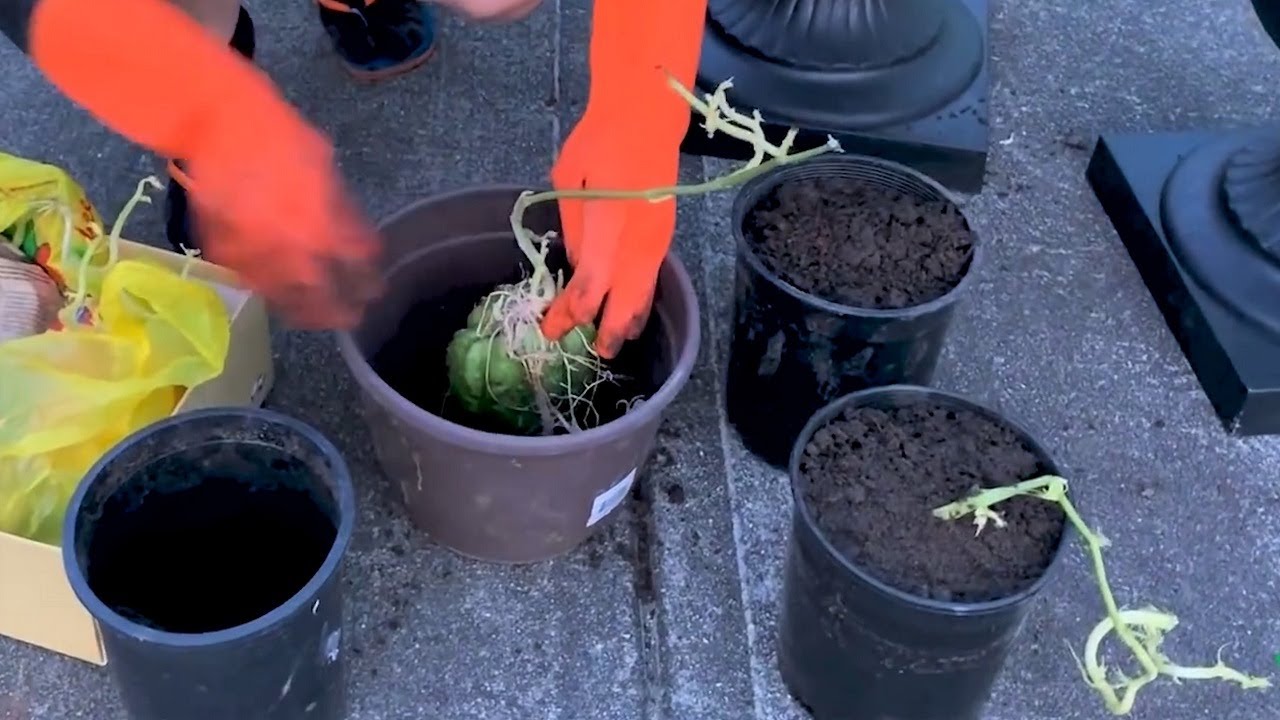 Chia sẻ cách ươm su su giống cây tươi tốt có nhiều trái 🇨🇦501》Potting chayote for spring growing