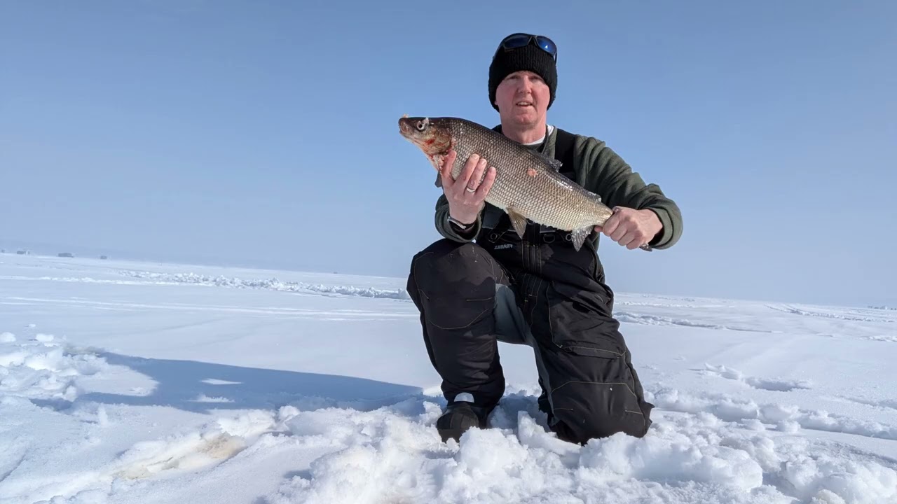 White Fish on Lake Simcoe 2026