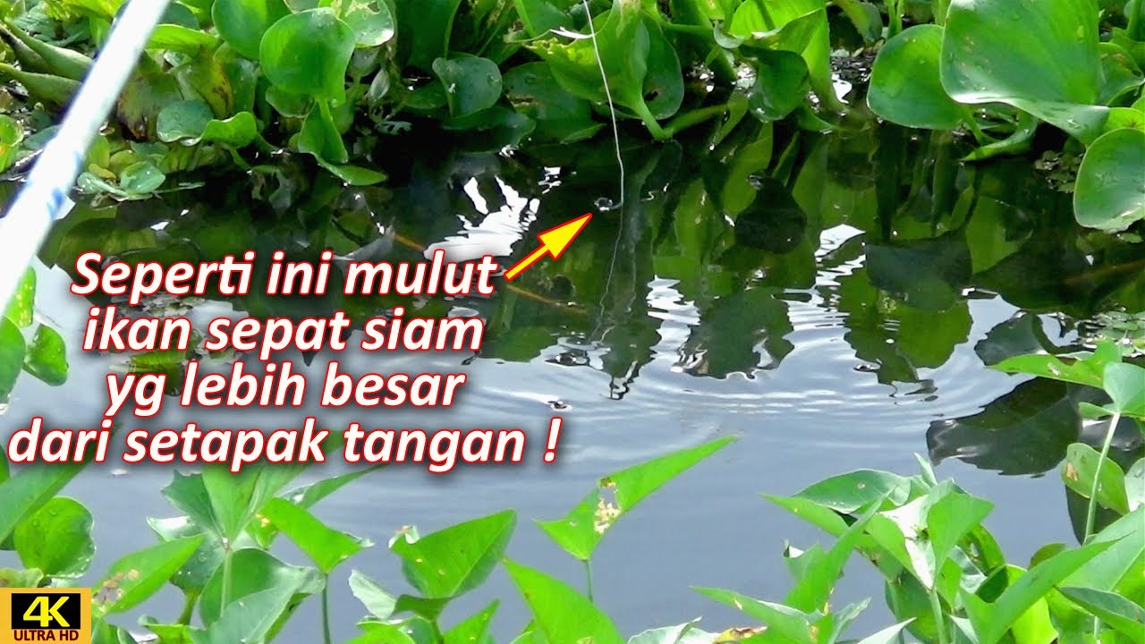 NEMU SPOT MANCING BARU YG DIHUNI IKAN SEPAT SIAM BESAR BESAR !!!