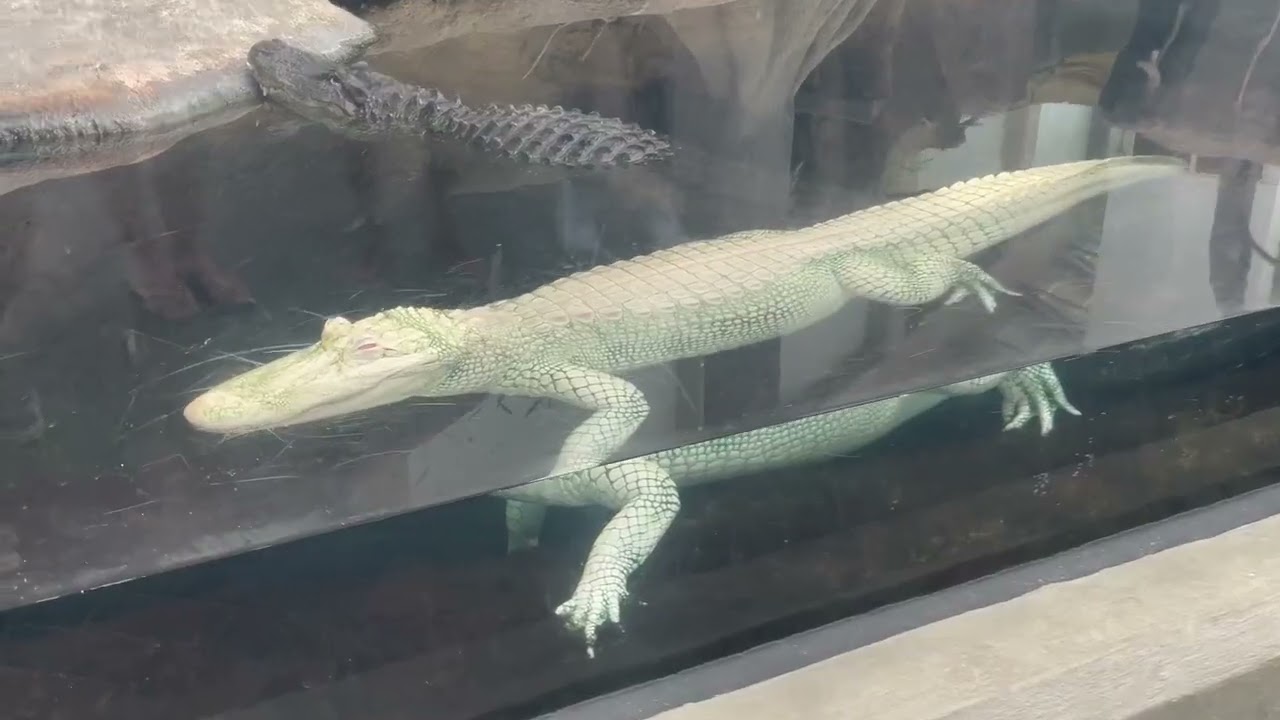 North Carolina Aquarium at Fort Fisher in Kure Beach, NC