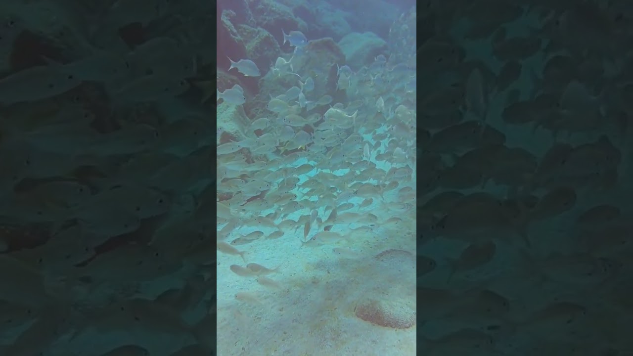 As&iacute; es el buceo en Lanzarote. &iexcl;Incre&iacute;ble! #buceo #elrincondelbuzo #lanzarote