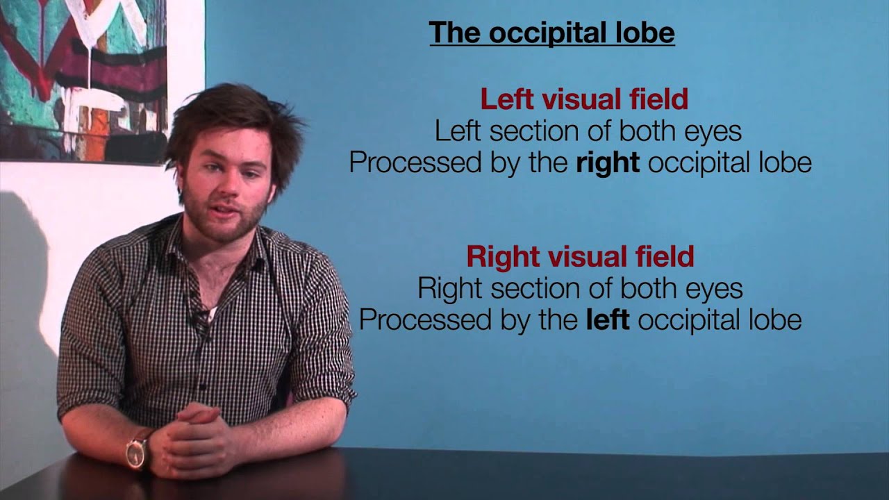 VCE Psychology - The Occipital Lobe