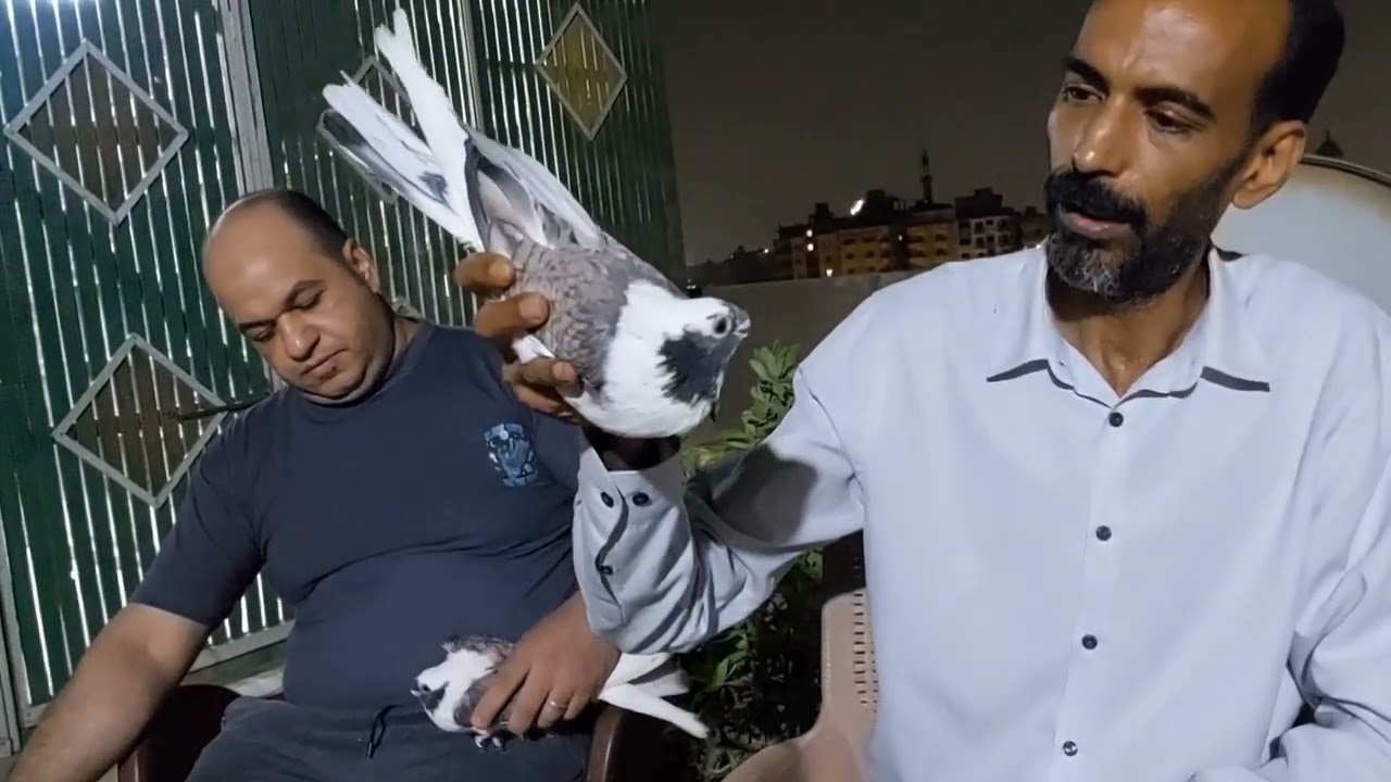فرجه نجم الجيزه والعمرانيه احمد عطيه الكلام بالحمام مملكه القشر بندق #ماجد_الهرم