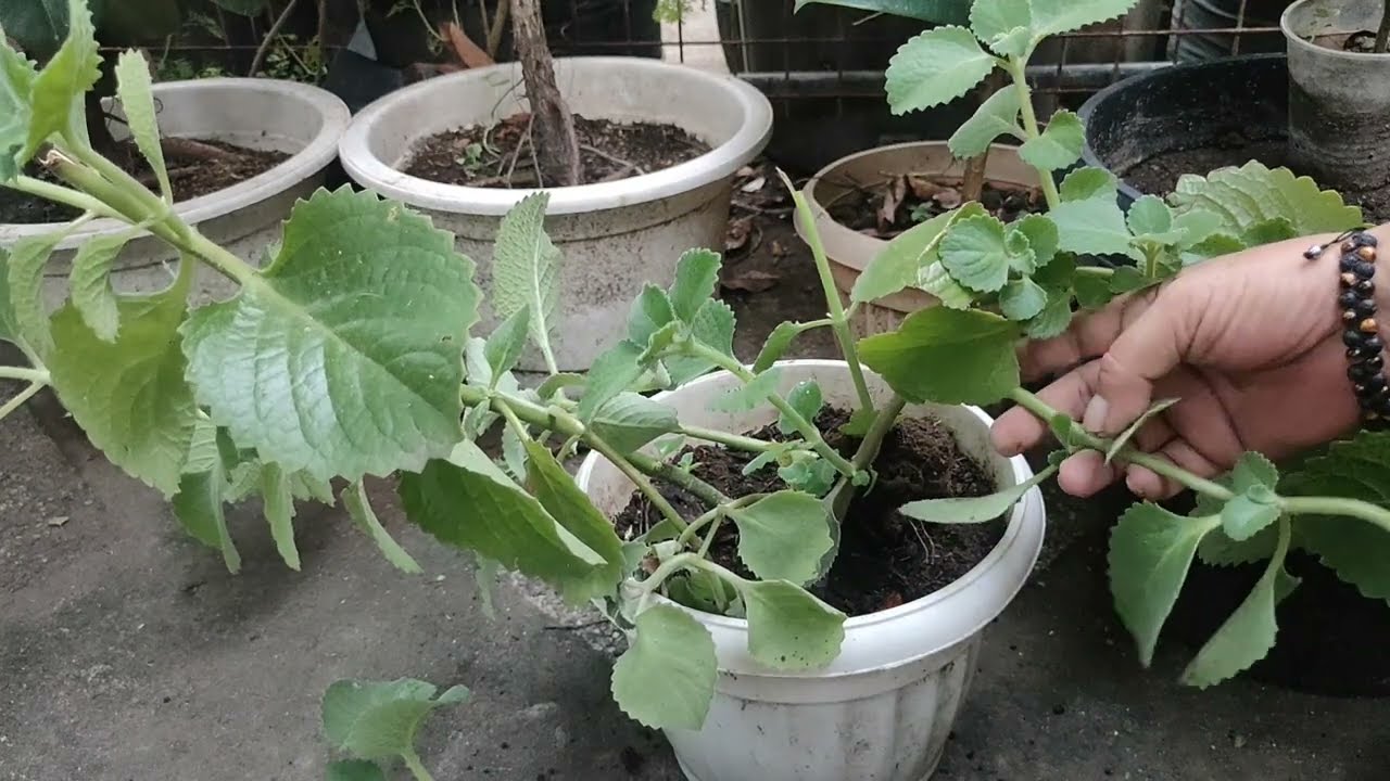 Oregano - Paano Paramihin