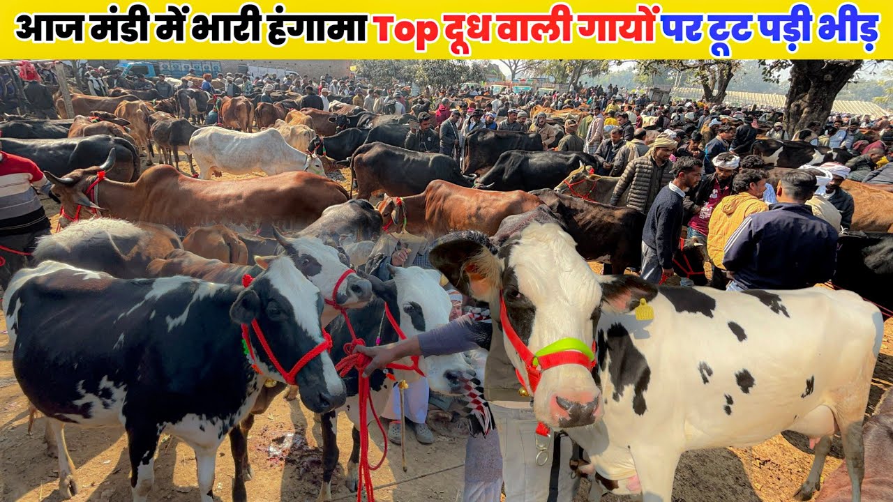 मोहरिया पशु मंडी प्रयागराज | आज टॉप दूध वाली गायों की जोरदार बिक्री 🔥 भारी भीड़ उमड़ी! 