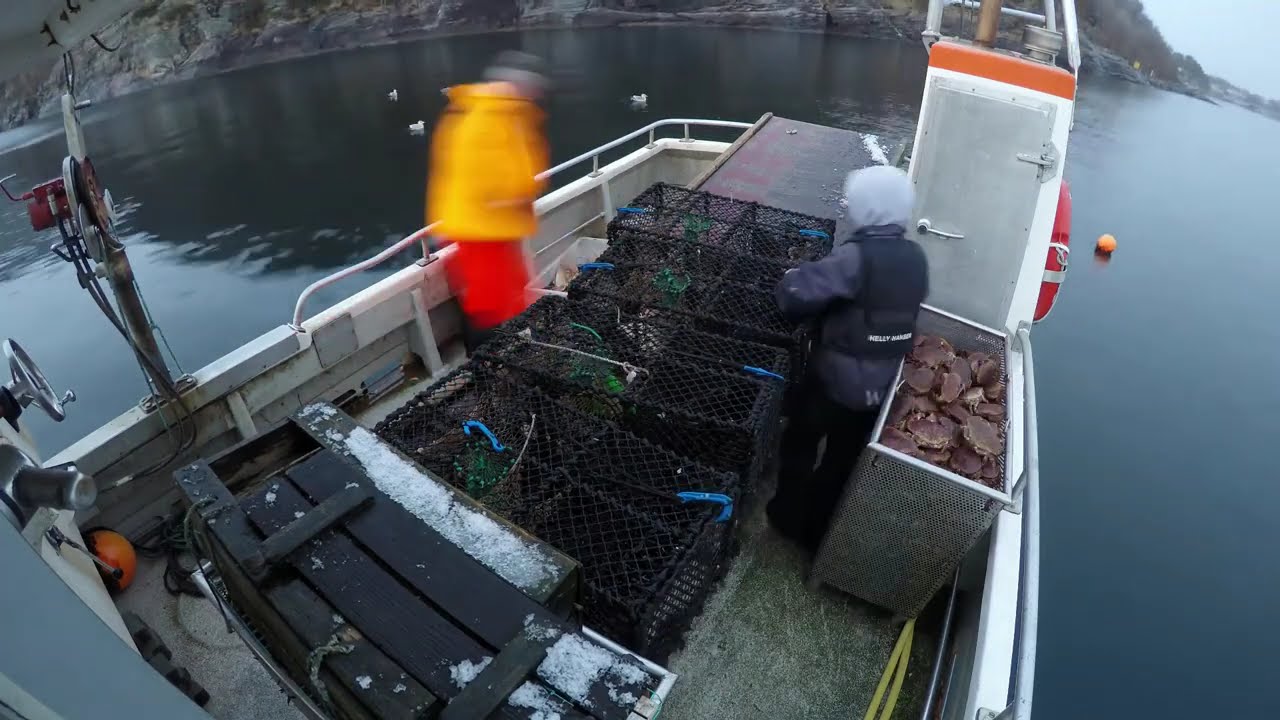How Crab Fishing Works in Norway