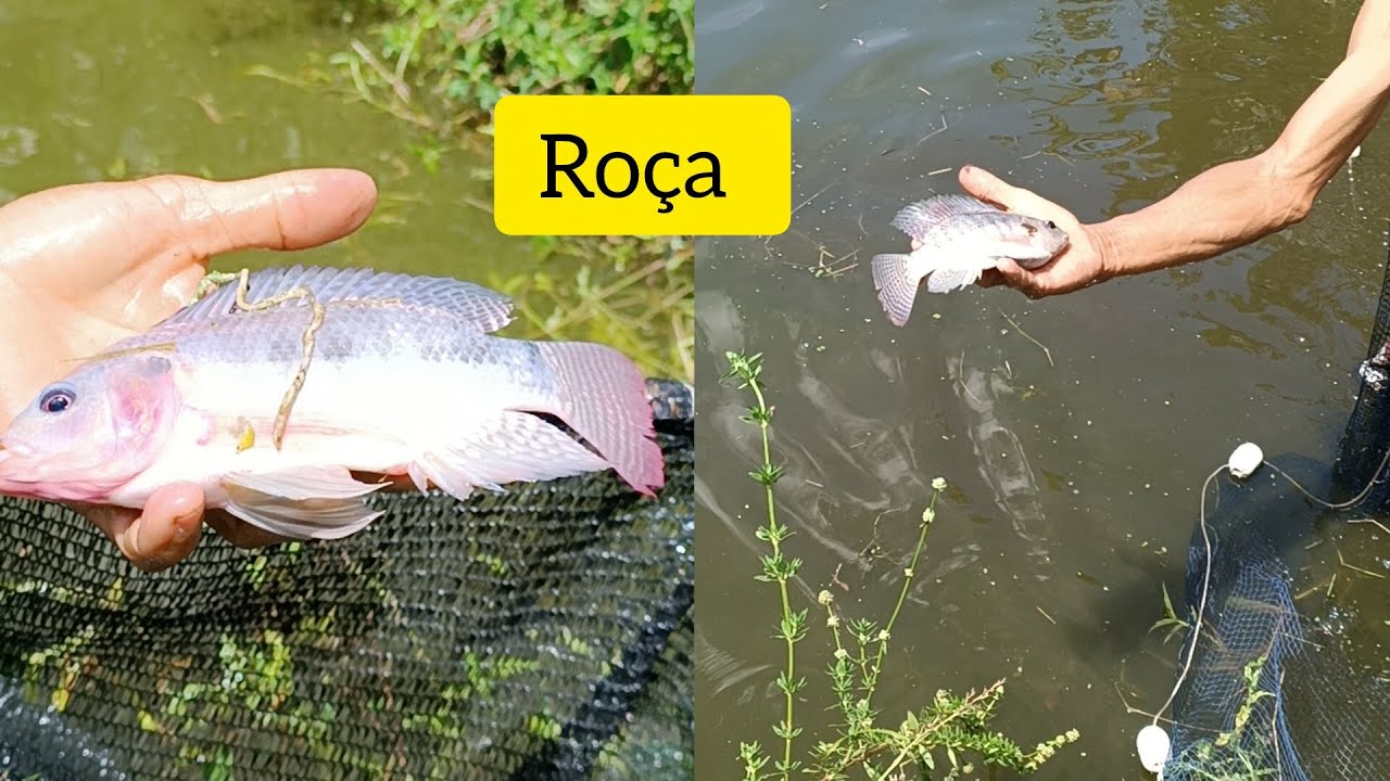 Cleaning the tank to receive the fry/we made fish stew #roca #fish