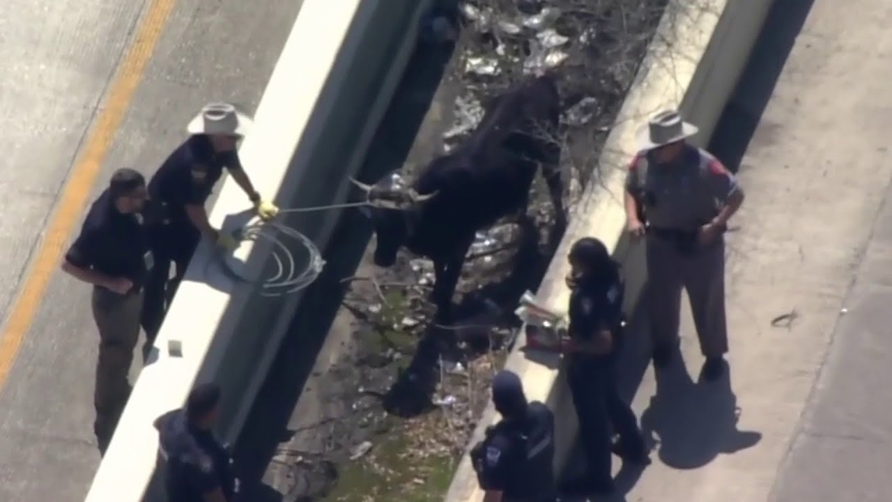 FULL VIDEO: Livestock loose on North Freeway, impacting traffic in NW Harris Co.