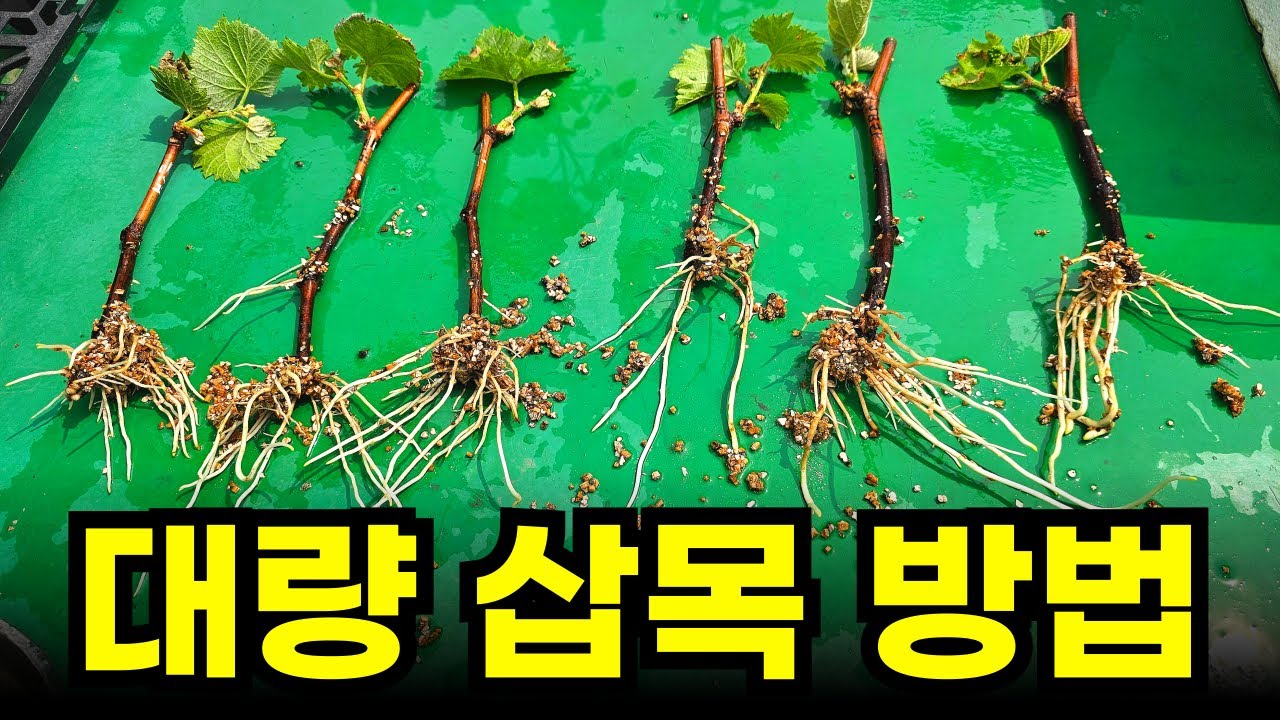 삽수가 많을 때 효율적으로 삽목하는 방법입니다