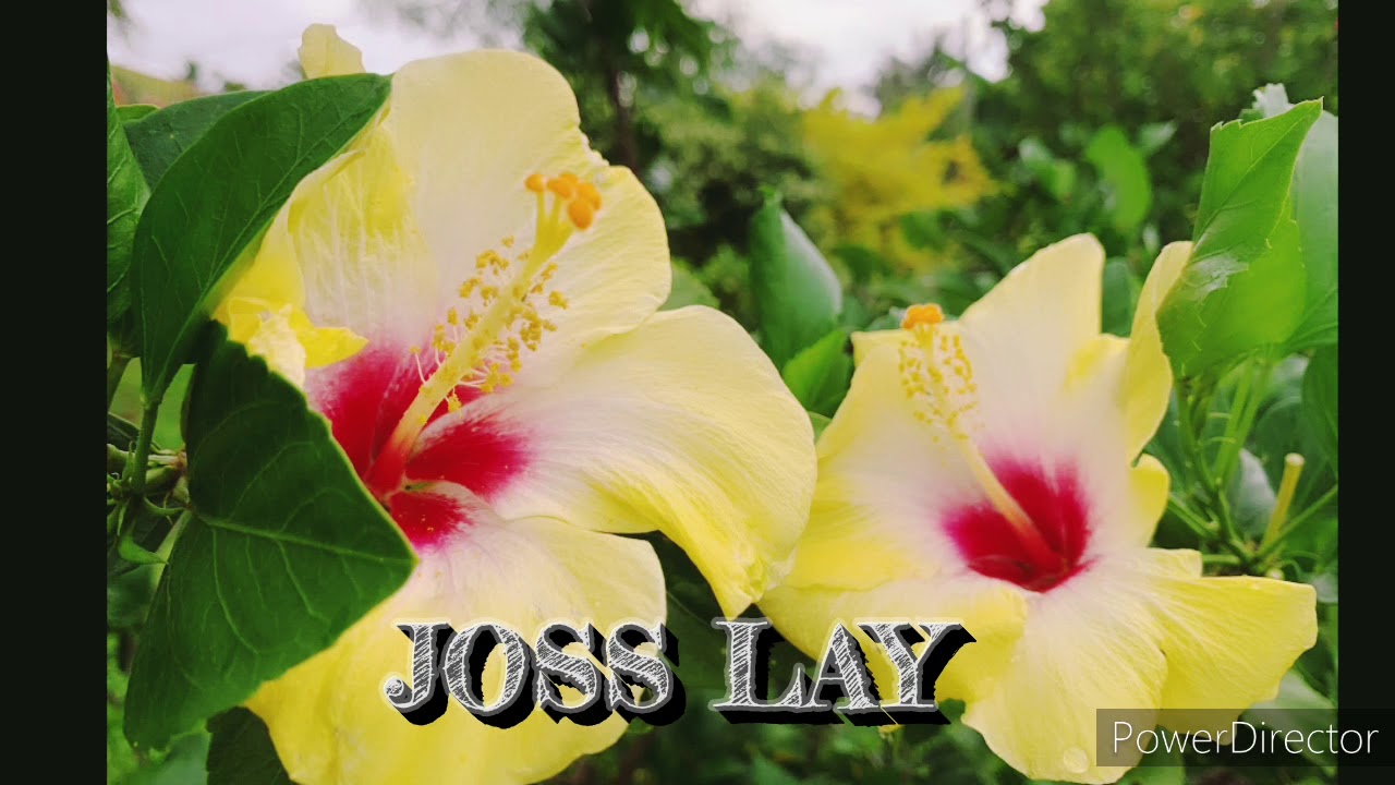 HOU OFA E FUFU Joss Lay &Onole Malivao
