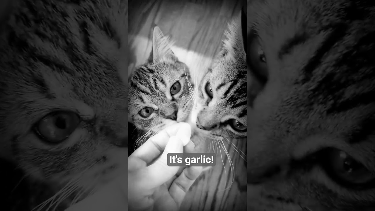 Arrivederci Garlic 🧄 