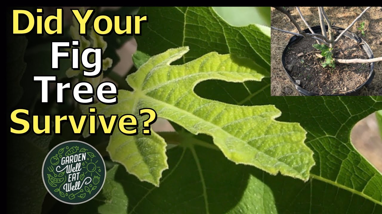 Was Winter Too Hard On Your FIG Tree? Is It Dead? DON'T Give Up On It Yet!  It May Surprise You!