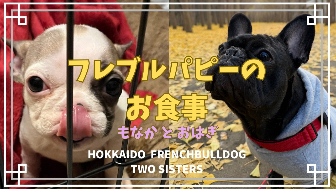 フレブル2ヶ月の妹、静かな食事とひとり時間｜フレンチブルドッグ姉妹／Quiet Mealtime and Alone Time with My 2-Month-Old Sister