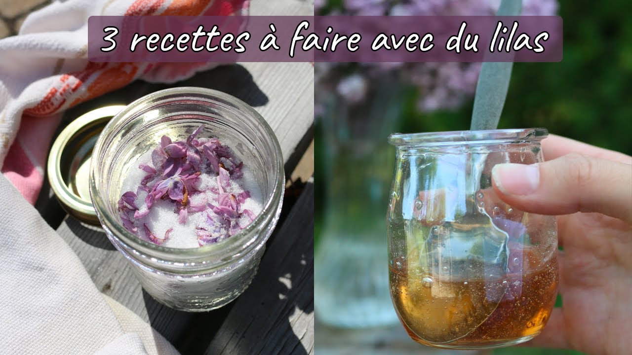 3 RECETTES À FAIRE AVEC DES LILAS : LIMONADE, SUCRE & MIEL AUX LILAS