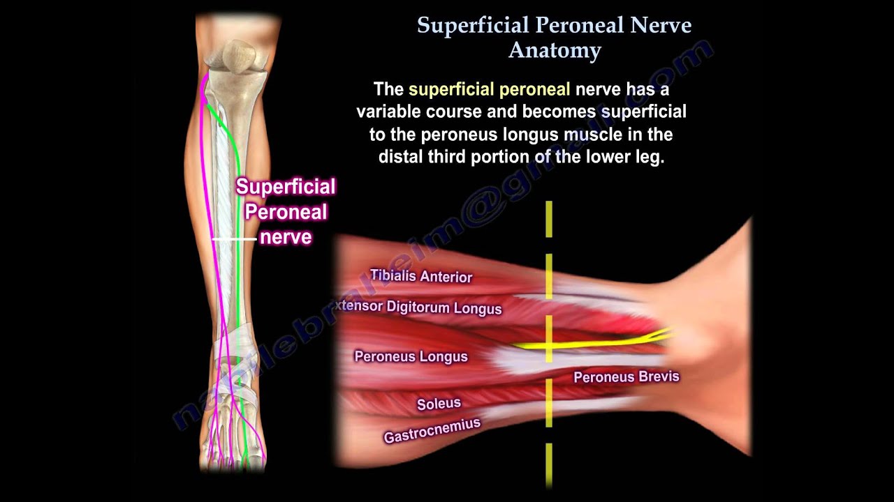 Superficial Peroneal Nerve Anatomy - Everything You Need To Know - Dr. Nabil Ebraheim