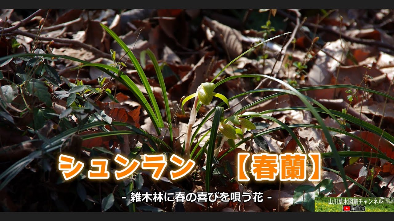 シュンラン　- 雑木林に春の喜びを唄う花 -　【山川草木図譜チャンネル】