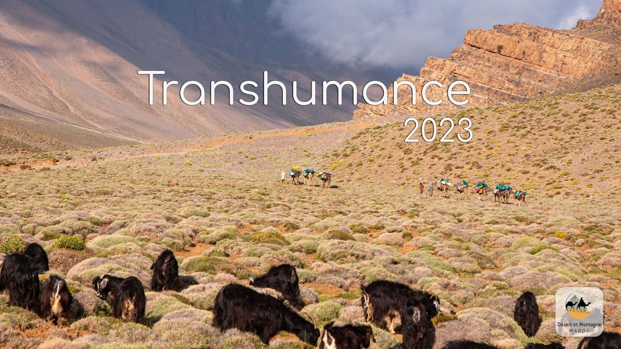 Transhumance des nomades Aït Atta 2023