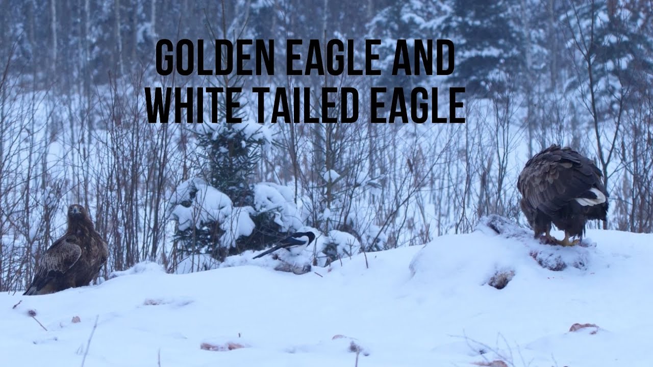 Golden eagle  and white tailed eagle