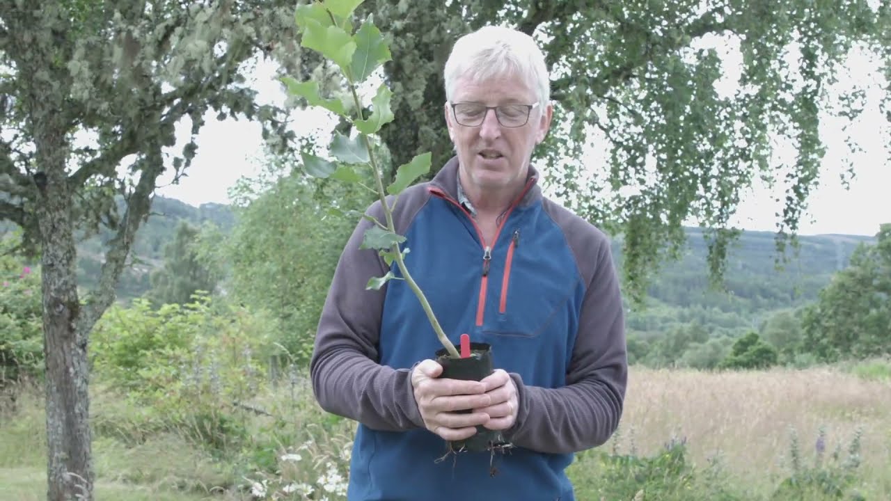 Doug Gilbert on how to identify aspen | Trees for Life