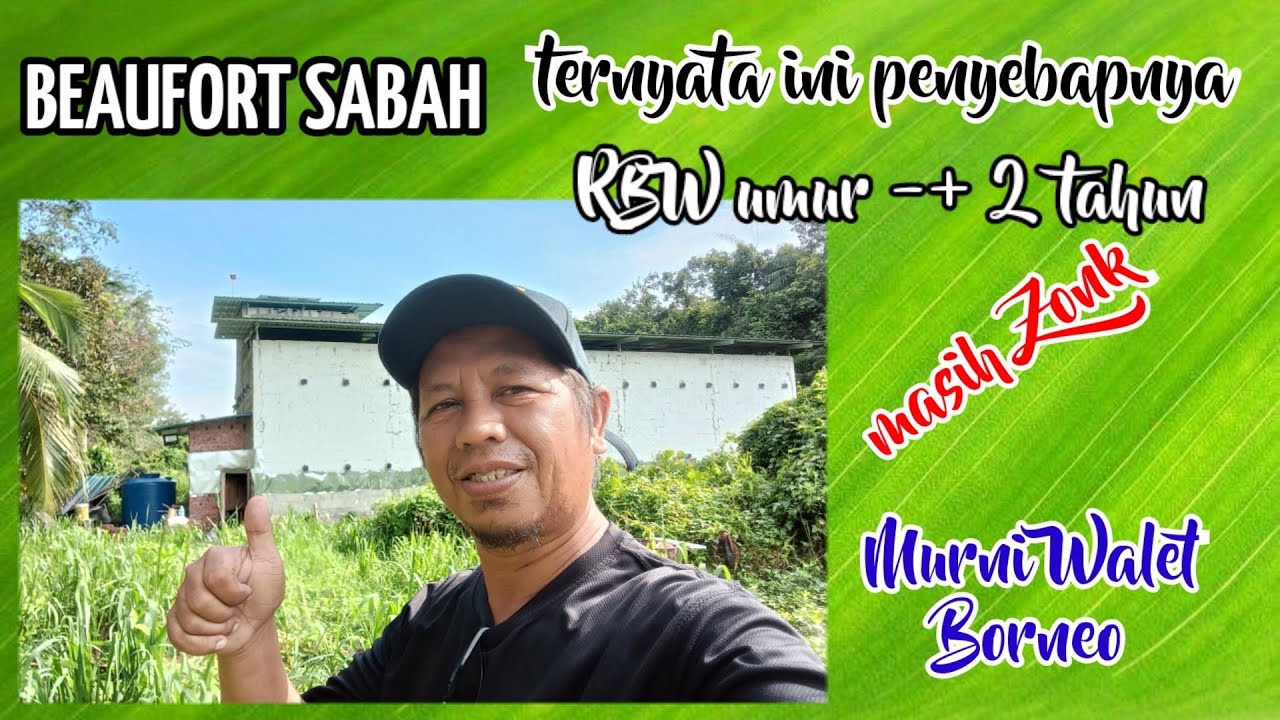 BEAUFORT SABAH PART 1 _Ternyata ini penyebabnya RBW umur -+ 2 tahun masih ZONK