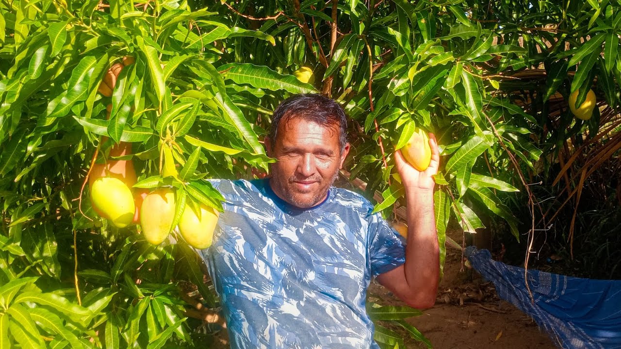 O sítio o um lugar maravilhoso venha ver um pouquinho do nosso sítio com essas frutas 🥭🍍🍌🥥🍒 