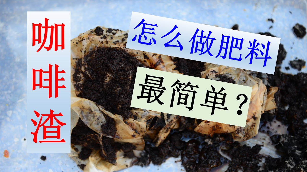 咖啡渣，怎么做肥料？How to use coffee grounds as fertilizer?