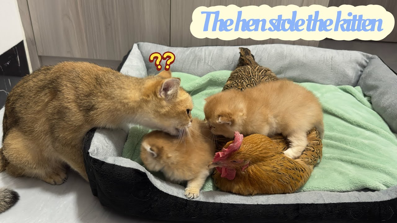 Mother cat suspects hen of stealing kittens |The most loving hen in the world.Too cute funny animals