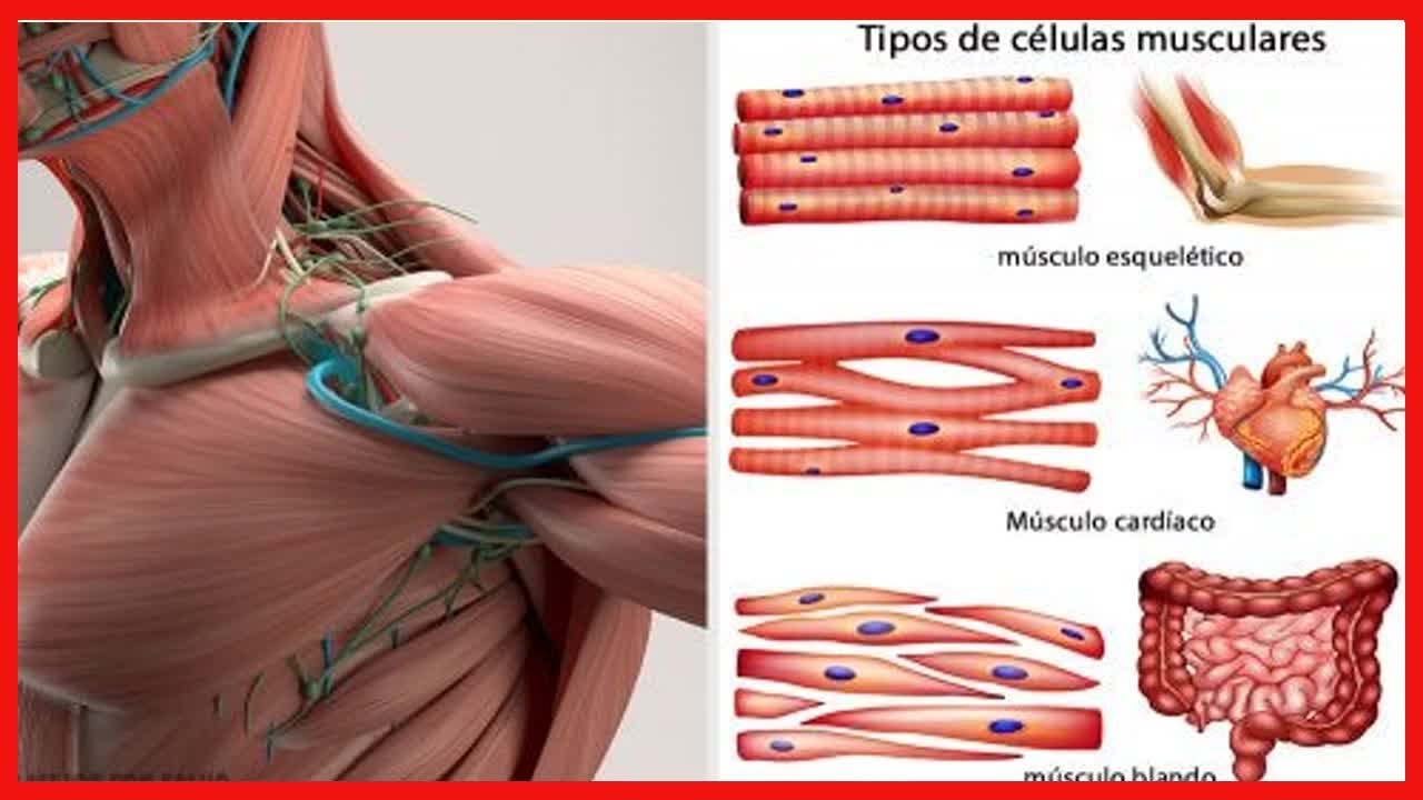 ¿Qué es el huso muscular y cómo funciona?