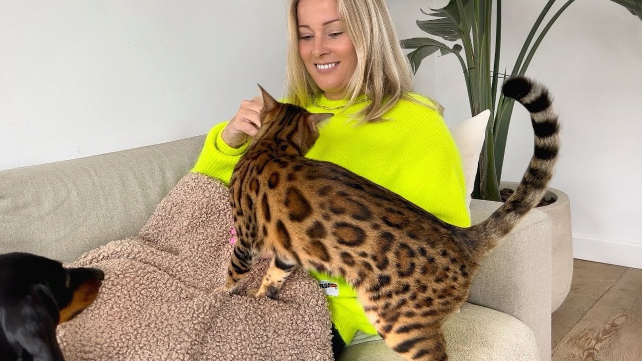 Bloopers/Behind the scenes with Mini Dachshunds & Bengal Cat.