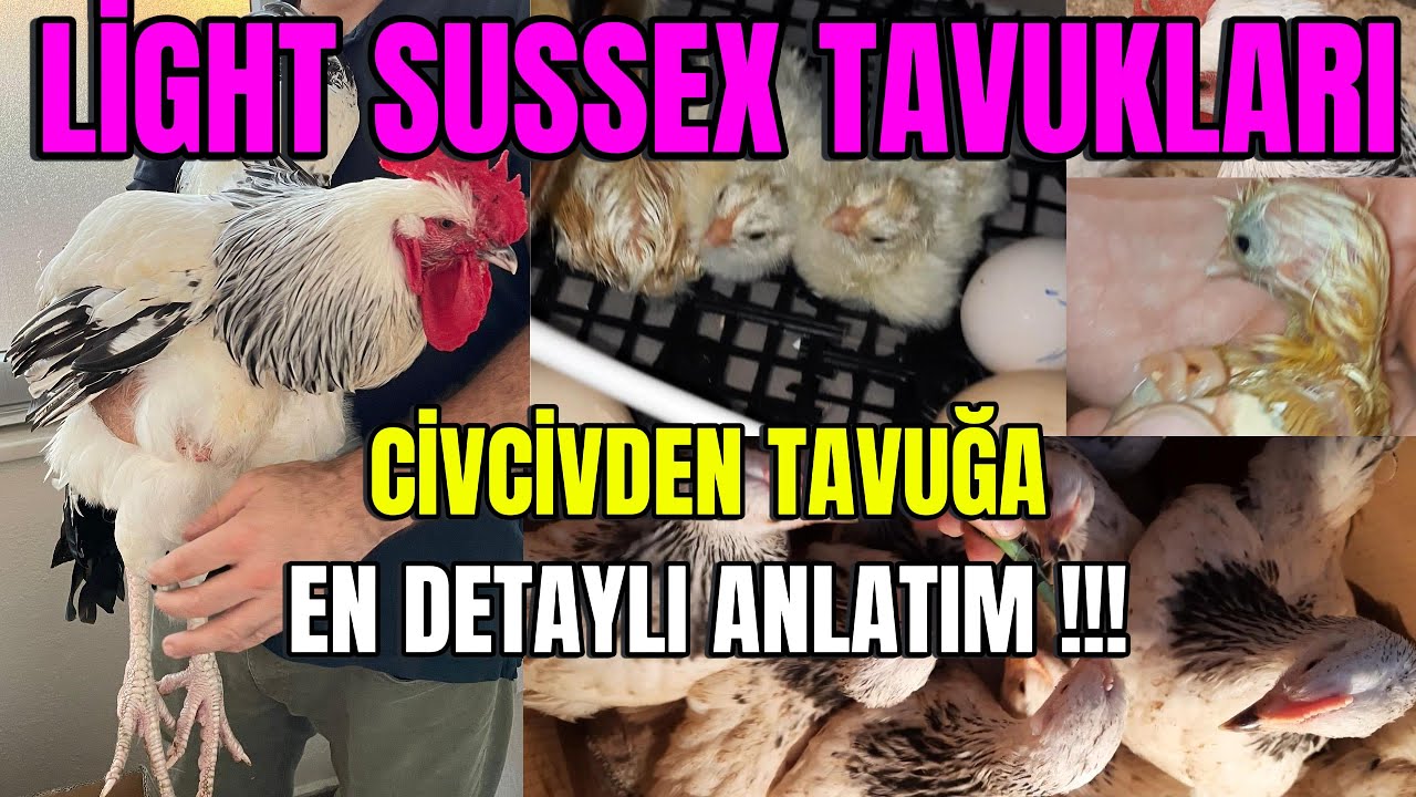 Light Sussex Tavukları: Kuluçkadan Yumurtaya, Civcivden Tavuk Olana Kadar En Detaylı Anlatım 🥚🐥🐔