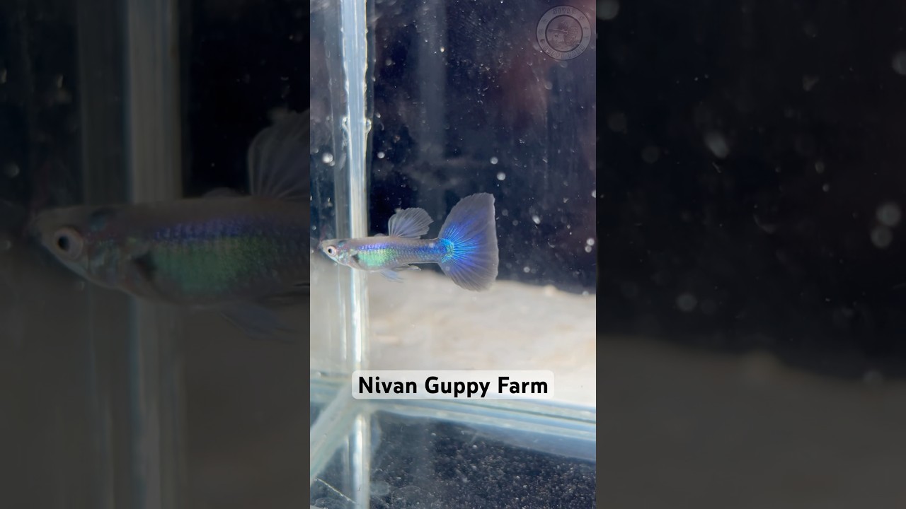 Blue diamond 💎 sale #guppies #guppy #fish #guppyfish #sale